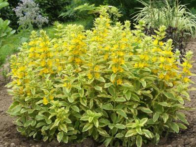 LYSIMACHIA PUNCTATA 'GOLDEN ALEXANDER'