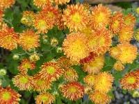 CHRYSANTHEMUM 'NEUE KOKARDE'