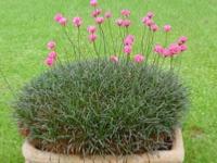 ARMERIA MARITIMA 'RUBRIFOLIA'