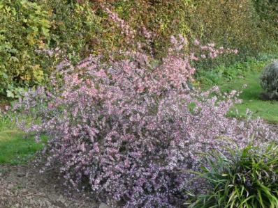 ASTER LATERIFLORUS HORIZONTALIS 'LADY IN BLACK'