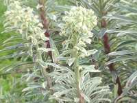 EUPHORBIA CHARACIAS ‘TASMANIAN TIGER’    