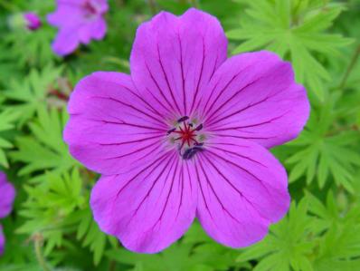 GERANIUM 'TINY MONSTER'