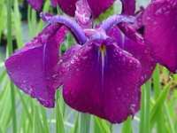 IRIS SIBIRICA 'BERLIN PURPLE WINE'