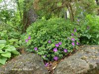 GERANIUM SANGUINEUM 'ELSBETH' 