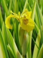 IRIS PSEUDACORUS 'VARIEGATA'