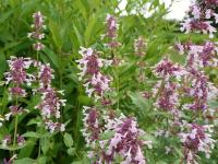 NEPETA 'DAWN TO DUSK'