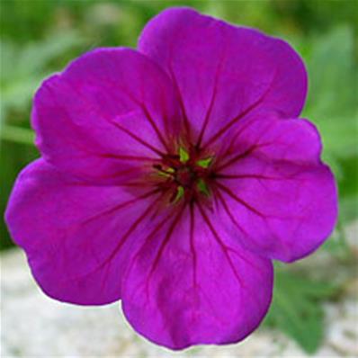 GERANIUM 'LITTLE DAVID'