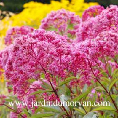 EUPATORIUM MACULATUM RIESENSCHIRM