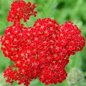 ACHILLEA 'RED VELVET'