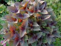 AGERATINA ALTISSIMA 'CHOCOLATE'