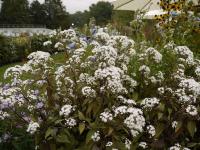 AGERATINA ALTISSIMA 'CHOCOLATE'