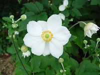 ANEMONE 'HONORINE JOBERT'