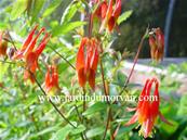 AQUILEGIA CANADENIS