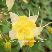 AQUILEGIA CHRYSANTHA 'DENVER GOLD'