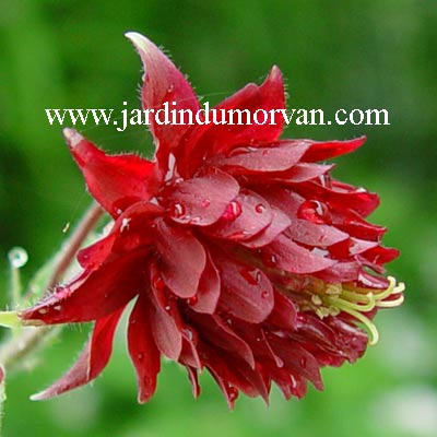 AQUILEGIA VULGARIS VAR. STELLATA 'RUBY PORT'