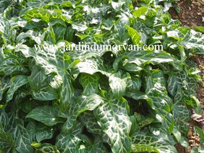 ARUM ITALICUM 'MARMORATUM'