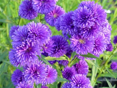 ASTER NOVI BELGII 'BLUE POMPON'