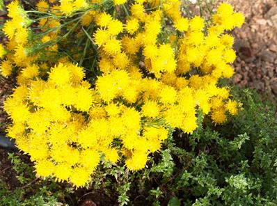 ASTER LINOSYRIS