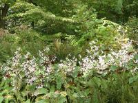 BEGONIA GRANDIS EVANSIANA 'ALBA'