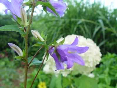 CAMPANULA TRACHELIUM