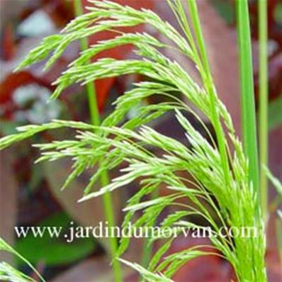 DESCHAMPSIA CAESPITOSA 'GOLDSCHLEIER'
