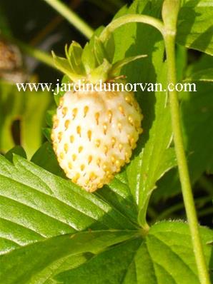 FRAGARIA VESCA 'FRUCTO ALBA'