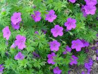 GERANIUM 'TINY MONSTER'