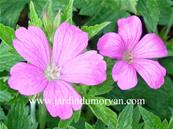 GERANIUM ENDRESSII