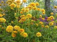 HELIOPSIS HELIANTHOIDES 'ASAHI'