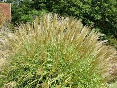 MISCANTHUS SINENSIS 'YAKUSHIMA DWARF'