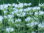 MONARDA 'SCHNEEWITTCHEN'