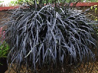 OPHIOPOGON PLANISCAPUS 'NIGRESCENS'