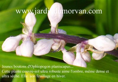 OPHIOPOGON PLANISCAPUS (164)