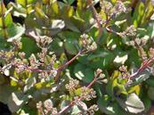 SEDUM 'VELUWSE VAKEL' (112)