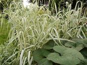 PHALARIS ARUNDINACEA 'LUTEOPICTA'