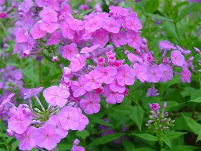 PHLOX AMPLIFOLIA