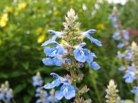 SALVIA ULIGINOSA