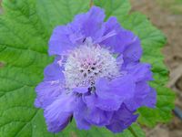 SCABIOSA CAUCASICA STÄFA