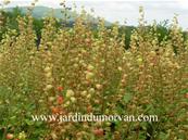 TELLIMA GRANDIFLORA 'PURPUREA'