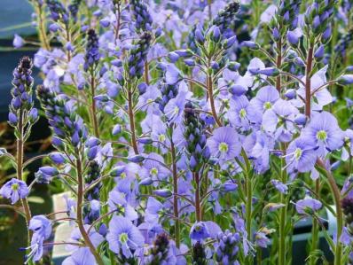 VERONICA GENTIANOIDES 'MAIHIMMEL'