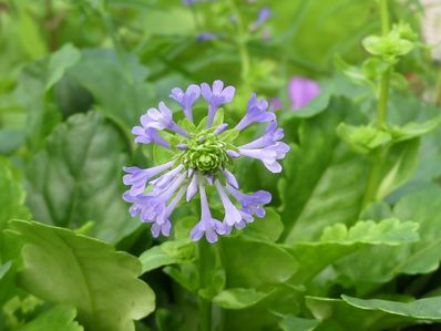 WULFENIA CARINTHIACA