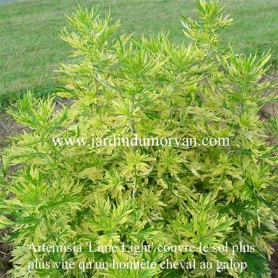 ARTEMISIA VULGARIS 'ORIENTAL LIMELIGHT'