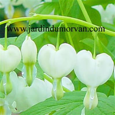 DICENTRA SPECTABILIS 'ALBA'