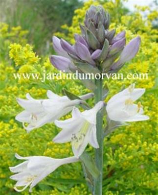 HOSTA 'HADSPEN BLUE'