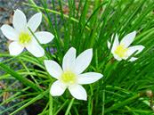 ZEPHYRANTHES CANDIDA