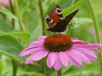 ECHINACEA PURPUREA RUBINSTERN - ECHINACEE POURPRE