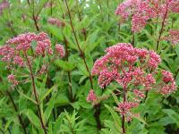 EUPATORIUM MACULATUM 'ATROPURPUREUM'