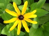 RUDBECKIA FULGIDA var. DEAMII