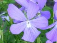 VIOLA CORNUTA