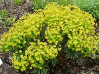 EUPHORBIA ROBBIAE